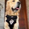 61WfIpu9beL._SL1082_.jpg That Dog In Tuxedo Body Mesh Harness - Dog Tuxedo Harness (Black, Size L)