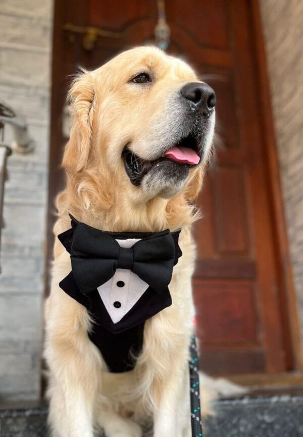 61WfIpu9beL._SL1082_.jpg That Dog In Tuxedo Body Mesh Harness - Dog Tuxedo Harness (Black, Size L)
