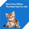 Drools Kitten(1-12 Months) Dry Cat Food, Ocean Fish, 1.2kg with Free Container