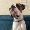 Lana Paws Polyester Googly Eyes Durable Fabric Dog Collar Belt For Large Dogs_Pack Of 1, Blue,24X1.5 Inch