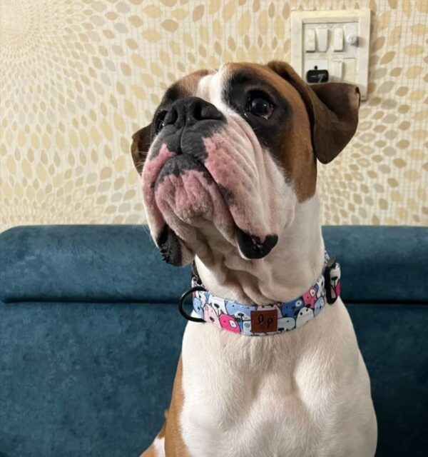 Lana Paws Polyester Googly Eyes Durable Fabric Dog Collar Belt For Large Dogs_Pack Of 1, Blue,24X1.5 Inch