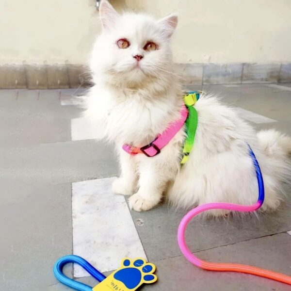 A+a Pets' Harness and Leash Set, Colourful Combo in Rainbow for Cats and Dogs (S, Rainbow)