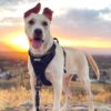 No-Pull Dog Harness with Custom Name Tag | Adjustable Reflective Pet Vest for Medium & Large Dogs | Soft Padded, Front & Back Leash Clip (Midnight Black, Medium)