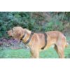 Trixie Premium H-Harness Belt for Dogs, Stylish Design, Adjustable Webbing Tape, Strain Relief, Lightweight & Adjustable Straps (S-M, Graphite)