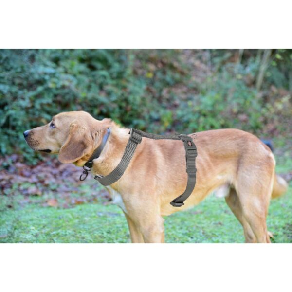 Trixie Premium H-Harness Belt for Dogs, Stylish Design, Adjustable Webbing Tape, Strain Relief, Lightweight & Adjustable Straps (S-M, Graphite)
