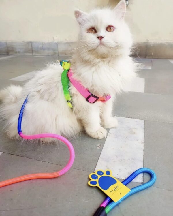 A+a Pets' Harness and Leash Set, Colourful Combo in Rainbow A+a Pets' Harness and Leash Set, Colourful Combo in Rainbow for Cats and Dogs (XS, Rainbow)