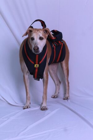 A+a Pets'Dog Lift Full Body Support Harness (XL-2XL) A+a Pets'Dog Lift Full Body Support Harness (XL-2XL)