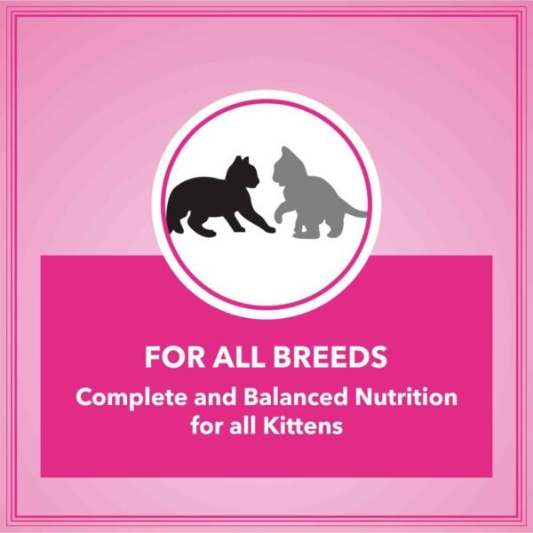61gKrhYitL._SL1500_.jpg Let's Bite Active Kitten Dry Cat Food, 400 gm (Buy 1 Get 1 Free), Total 800 g Pack