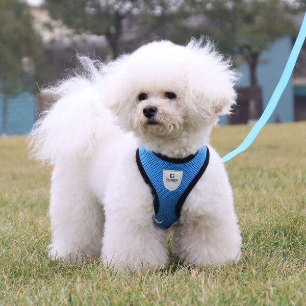 Kuber Industries Dog Chest Harness with Nylon Leash I No Pull, Soft Padded and Breathable Dog Vest I Adjustable, Reflective I Large, Blue
