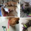 Sage Square No Pull Dog Harness and Leash Set, No Chock Puppy Step in Vest Harness Nylon Lightweight Neck&Chest Adjustable for Dogs Girls and Boy, Pet Harness for Small Medium Dogs (Rainbow Coloured)