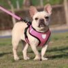 Heart Home Reflective Dog Harness With Adjustable Leash|Breathable Polyester Mesh Heart Home Reflective Dog Harness With Adjustable Leash|Breathable Polyester Mesh Fabric With Top carry Handle|Small Size|HAT-818|Comfortable No-Pull Grip|Quick Release Buckles|Stylish Design|Pink