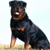 61np1FhYamL._SL1000_.jpg Dog Belt Padded Dog Vest Harness Adjustable Neck Strip Chest Strip & Adjustable Dog Padded Rope Leash (Black, Large)