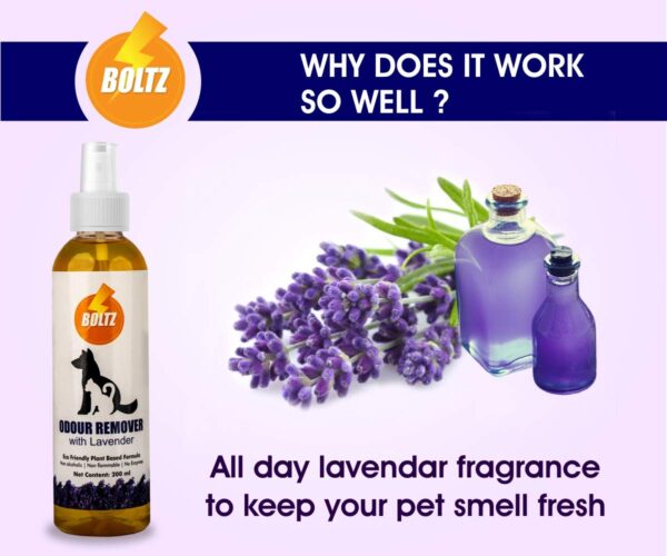 61oPWsAJTqL._SL1200_.jpg Boltz Odour and Urine Smell Remover Pet Area Freshener for Dog and Cat with Lavender Fragrance (200 ml), 1 Piece