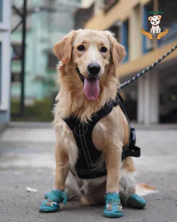 Dog Harness Tactical Dog Reflective Vest with Leash Pet Harness Military Standard Grade Material All Dog Breeds (Medium)