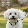 PETS EMPIRE Classic Dog Collar & Leash Set with Bow – Elegant Adjustable Collar[2.5*(46-55) cm] & Leash(2.5 * 150cm) for Large Dog Breeds (Large, Black)