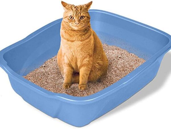 Emily Pets Sri Good Cat Sand Bentonite Pet Toilet Litter (Apple), 20 Kg