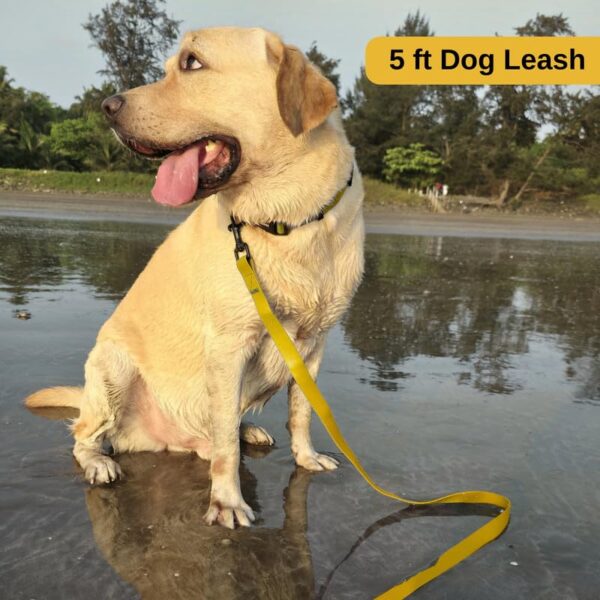 Zoomies Dog Unisex Biothane 5ft Leash Waterproof Odour-Free with Rust-Proof 360° Swivel Hook Lightweight Durable Strap for Outdoor Walks Training and Everyday Use - Yellow (ZYBL000L)