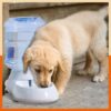 61tcxSCxgnL._SL1080_.jpg GION 3.5 Litter Self-Dispensing Gravity Pet Food Feeder Bowl Water and Food Cat Feeder Bowl and Automatic Water Dispenser Bottle (1Pcs)