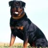 Dog Trust Soft and Durable K9 Police Dog Harness Vest with Black Rope Leash and Loop Straps and Handle and Adjustable (Black)