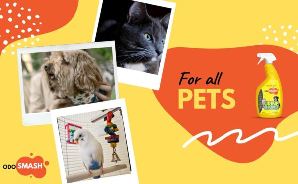 ROBUST Odosmash Pet Area Odour Remover with Refreshing Citrus Fragrance Removes Stains from Urine, Feces, & Vomit | Natural Bio-Enzymatic Formula | Cat Litter Spray | All Pets & All Surfaces | 250 ml