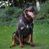 71-8KUutNPL._SL1024_.jpg Qpets® No Pull Dog Harness with Safety Reflective Strip Quick Release Buckle Adjustable Size Easy Control Handle for Medium Large Dog (Red, XL, Recommended Weight: 22.5kg-45kg)