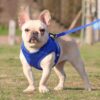 Kuber Industries Dog Chest Harness with Nylon Leash I No Pull, Soft Padded and Breathable Dog Vest I Adjustable, Reflective I Easy Control Dog Chest Belt I (Small, Blue)