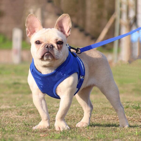 Kuber Industries Dog Chest Harness with Nylon Leash I No Pull, Soft Padded and Breathable Dog Vest I Adjustable, Reflective I Easy Control Dog Chest Belt I (Small, Blue)