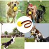 710DeSGKsIL._SL1500_.jpg Ball with Rope, Durable Dog Toys for Large Dogs and Puppies, Interactive Dog Rope Toy for Training and Play Ball for Dental Clean(15.7in)
