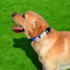 Qpets Nylon Bohemia Style Dog Collar With Patterns Adjustable 40-60Cm Soft Comfy Pet Collars Dog Belt For Small Medium Large 30-40Kg Dogs (Size:L), Multicolor