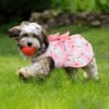 712oxivxYxL._SL1500_.jpg KUTKUT Floral Pattern Dog Dress with Lovely Bow Pet Apparel Dog Clothes for Small Breed Dogs and Cats | Puppy Summer Dress | Dogs and Cats Birthday Pet Apparel Dresses (Size:L, Bust:42cm, Length:32cm)
