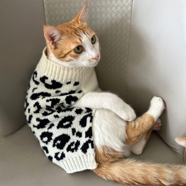 714FcQVzOaL._SL1500_.jpg Lulala Turtleneck Winter Sweater for Small Dogs – Warm Knitwear for Boys & Girls | Soft Pet Clothes with Leash Hole | Cozy Autumn/Winter Dog Apparel