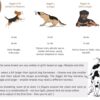 714olIwWiPL._SL1500_.jpg Diggin All-Day Dog Harness - Adjustable, Durable & Reflective Vest Harness for Outdoors - High Denier Ripstop Fabric with Industrial Strength Nylon Webbing (Small | Medium, Sand Beige)