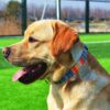 Qpets Nylon Bohemia Style Dog Collar With Patterns Adjustable 40-60Cm Soft Comfy Pet Collars Dog Belt For Small Medium Large 30-40Kg Dogs (Size:L), Multicolor