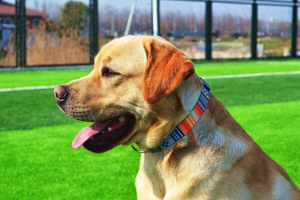 Qpets Nylon Bohemia Style Dog Collar With Patterns Adjustable 40-60Cm Soft Comfy Pet Collars Dog Belt For Small Medium Large 30-40Kg Dogs (Size:L), Multicolor