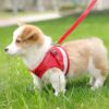 7192x-v-XHL._SL1000_.jpg Qpets® Dog Vest Harness for Large Dogs with 1.2m Leash, Breathable Mesh Fabric, Reflective Strips, Adjustable Size (XL, Red)