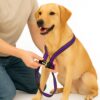 Dog Harness No Pull with Front Clip | Dog Walking Chest Harness with Reflective Adjustable Soft Padded Vest and Easy Control Handle Sizes (Medium, Purple)