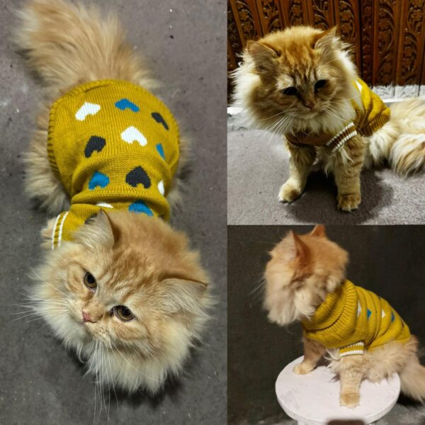 719mslNB8rL._SL1500_.jpg Lulala Turtleneck Dog Sweater - Winter Coat Apparel Classic Cable Knit Clothes with Leash Hole for Cold Weather, Ideal Gift for Pet in New Year (Yellow, 8 Inch)