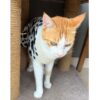 719rtiUAhvL._SL1500_.jpg Lulala Turtleneck Winter Sweater for Small Dogs – Warm Knitwear for Boys & Girls | Soft Pet Clothes with Leash Hole | Cozy Autumn/Winter Dog Apparel