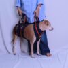 A+a Pets'Dog Lift Full Body Support Harness (XL-2XL)