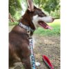 Premium Adjustable Printed Collar and Leash Set for Dogs & Puppies (Beetles Galore, Small)