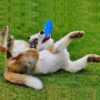 71BZnO9-dL._SL1000_.jpg RvPaws Dog Chew Toy LED Light Dog Toys for Small & Medium Dog Interactive Toy Dog Ring for Medium Large Dogs Puppy Chew Toys Pet Interactive Toy Ring