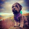 Classic Dog Harness Innovative Mesh No Pull No Choke Design Soft Double Padded Breathable Vest for Eco-Friendly Easy Control Walking Quick Release for Puppies Toy Breeds & Medium Dogs (Med, Purple)