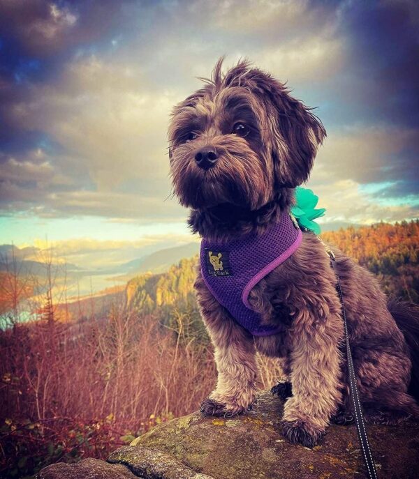 Classic Dog Harness Innovative Mesh No Pull No Choke Design Soft Double Padded Breathable Vest for Eco-Friendly Easy Control Walking Quick Release for Puppies Toy Breeds & Medium Dogs (Med, Purple)