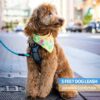 HANK Dog Leash | 3M Reflective Dog Rope | Soft Comfortable Handle | Heavy Duty Belt Hook | (Suitable Up to 10KG - Small Breed) - 5 Feet Long (S - Cyan Blue)