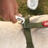Zigly Lifestyle Classic Dog Harness - Body Belt for Dogs with Adjustable Buckle - Soft and Comfortable with Sturdy Handle - Large (Olive Green)