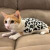 71CpUJgFuWL._SL1500_.jpg Lulala Turtleneck Winter Sweater for Small Dogs – Warm Knitwear for Boys & Girls | Soft Pet Clothes with Leash Hole | Cozy Autumn/Winter Dog Apparel