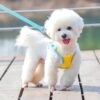 Woofy Padded Harness for Small Puppy/Kitten/Cat Vest Harnesses Cat/Dog Training Collar Adjustable Soft Mesh Comfort Padded Vest Harness for Small Dogs, Cat, Puppies 10 MM Nylon Leash - Color As Vary