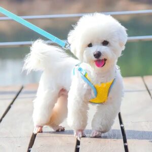 Woofy Padded Harness for Small Puppy/Kitten/Cat Vest Harnesses Cat/Dog Training Woofy Padded Harness for Small Puppy/Kitten/Cat Vest Harnesses Cat/Dog Training Collar Adjustable Soft Mesh Comfort Padded Vest Harness for Small Dogs, Cat, Puppies 10 MM Nylon Leash - Color As Vary