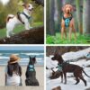 71E2RTdW2gL._SL1000_.jpg HANK Dog Harness Leash Set - Soft Comfortable Handle - Dog Vest for Small Breed - No Pull Harness - Dog Vest for Training - Walking (Cyan Blue - S (Harness + Leash)