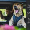 71EZWIbbhAL._SL1500_.jpg Diggin All-Day Dog Harness - Adjustable, Durable & Reflective Vest Harness for Outdoors - High Denier Ripstop Fabric with Industrial Strength Nylon Webbing (Small | Medium, Sand Beige)